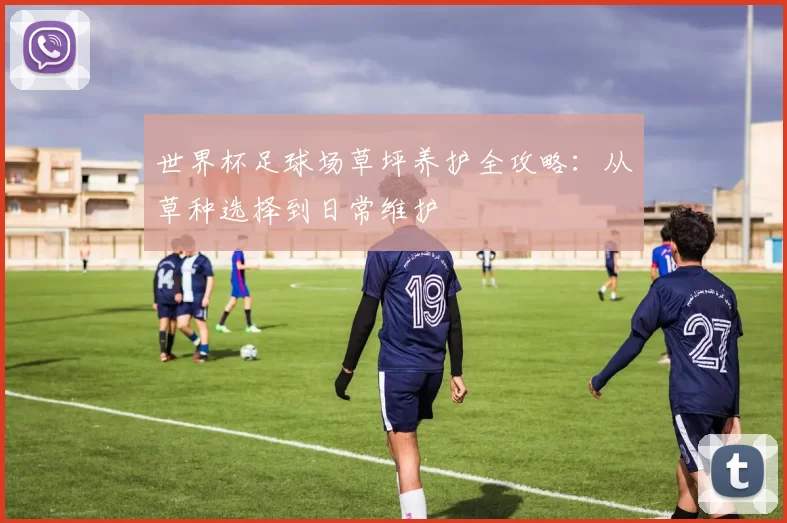 世界杯足球场草坪养护全攻略:从草种选择到日常维护